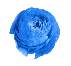 Image of Beautiful light blue ranunculus flower on white background