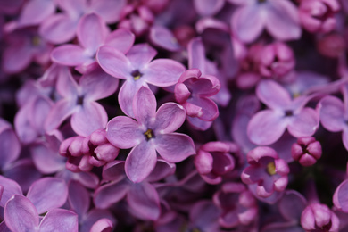 Closeup view of beautiful blossoming lilac as background