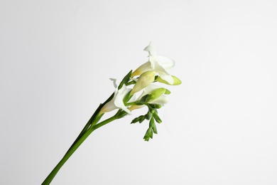 Beautiful tender freesia flowers on white background