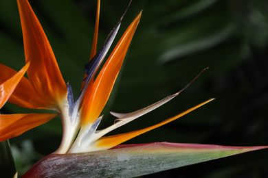 Photo of Bird of Paradise tropical flower on blurred background, closeup