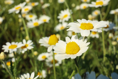 Closeup view of beautiful chamomile field on sunny day