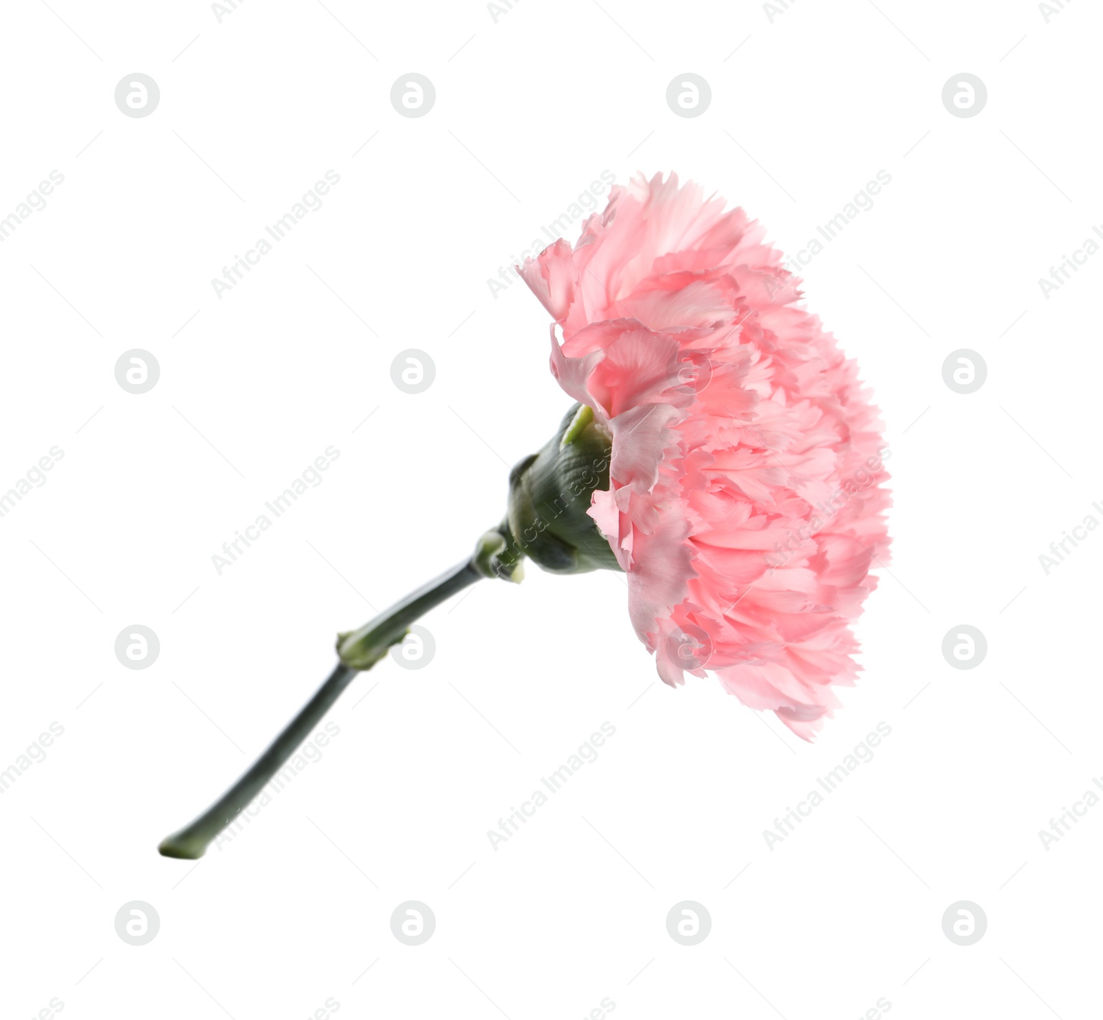 Photo of Beautiful pink carnation flower isolated on white