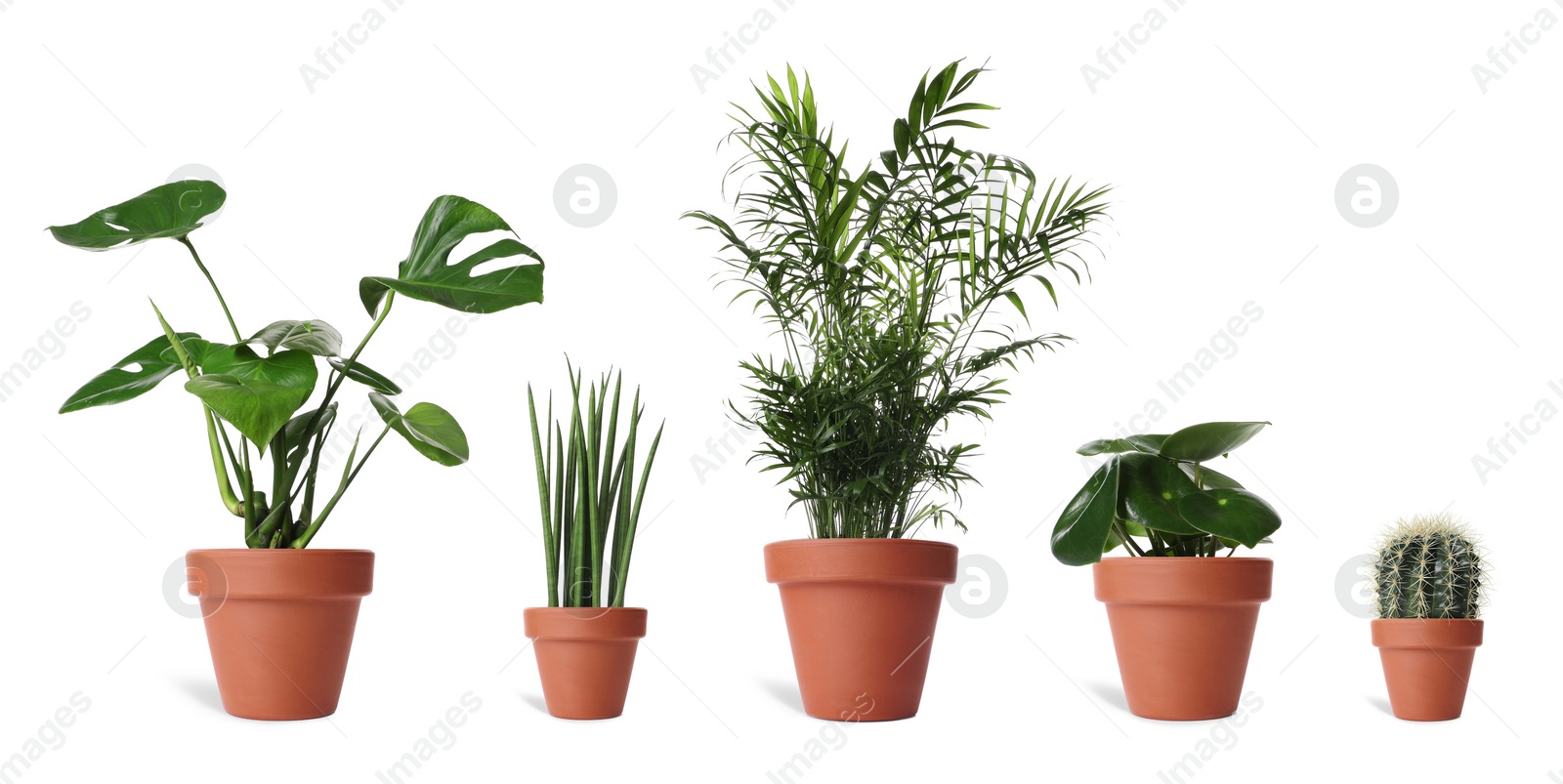 Image of Collage with different potted plants on white background. House decor