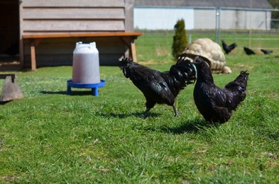 Photo of Black rooster and hen at farm on sunny day