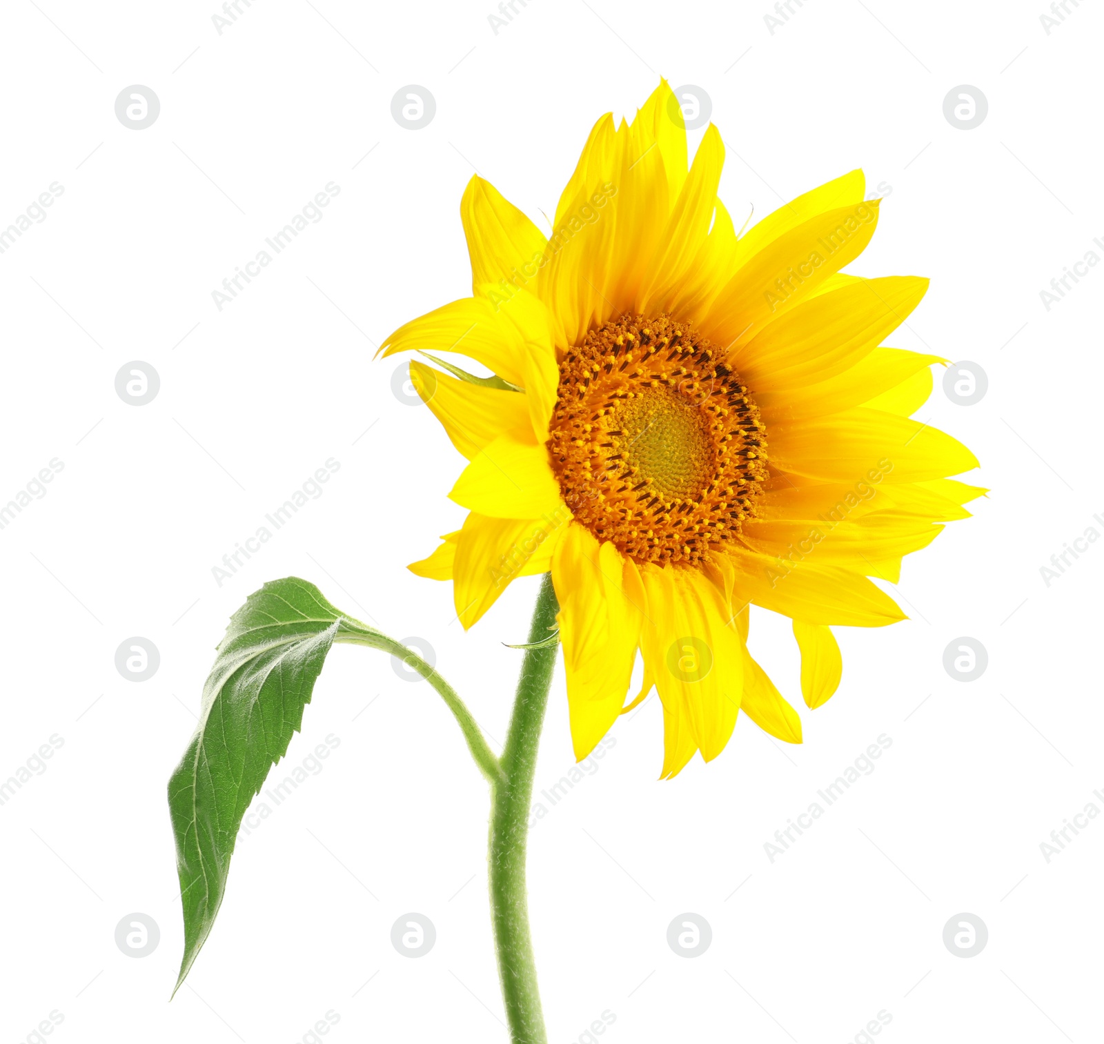 Photo of Beautiful bright yellow sunflower on white background