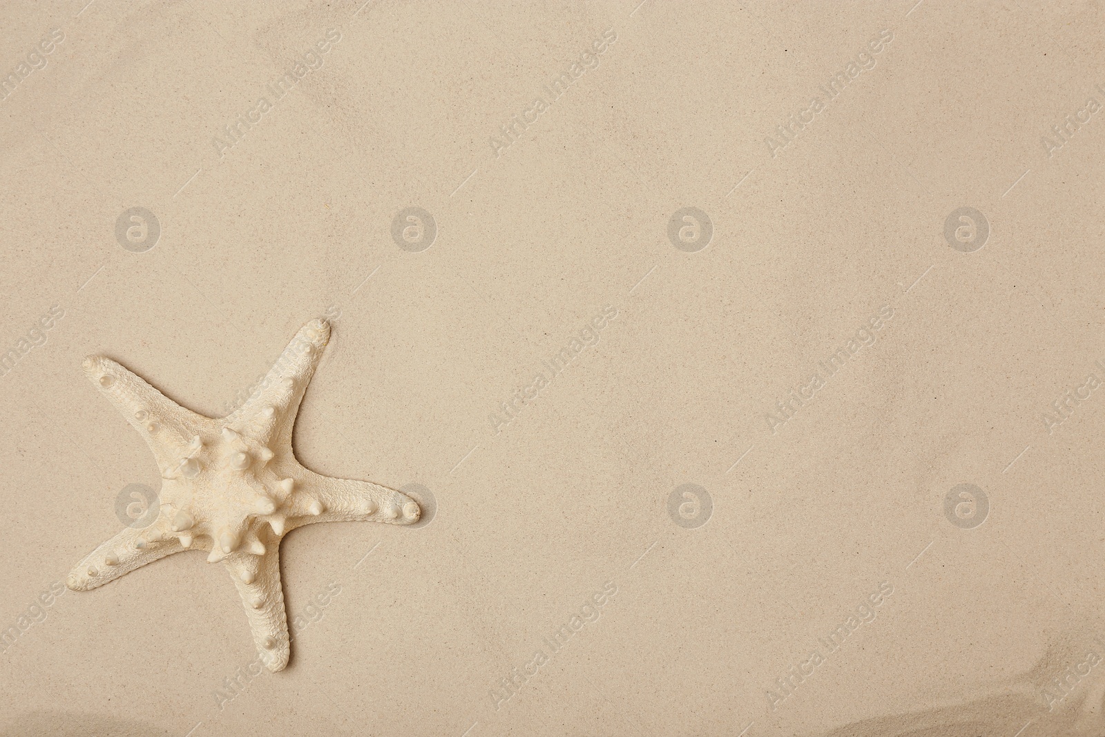 Photo of Starfish on beach sand, top view with space for text