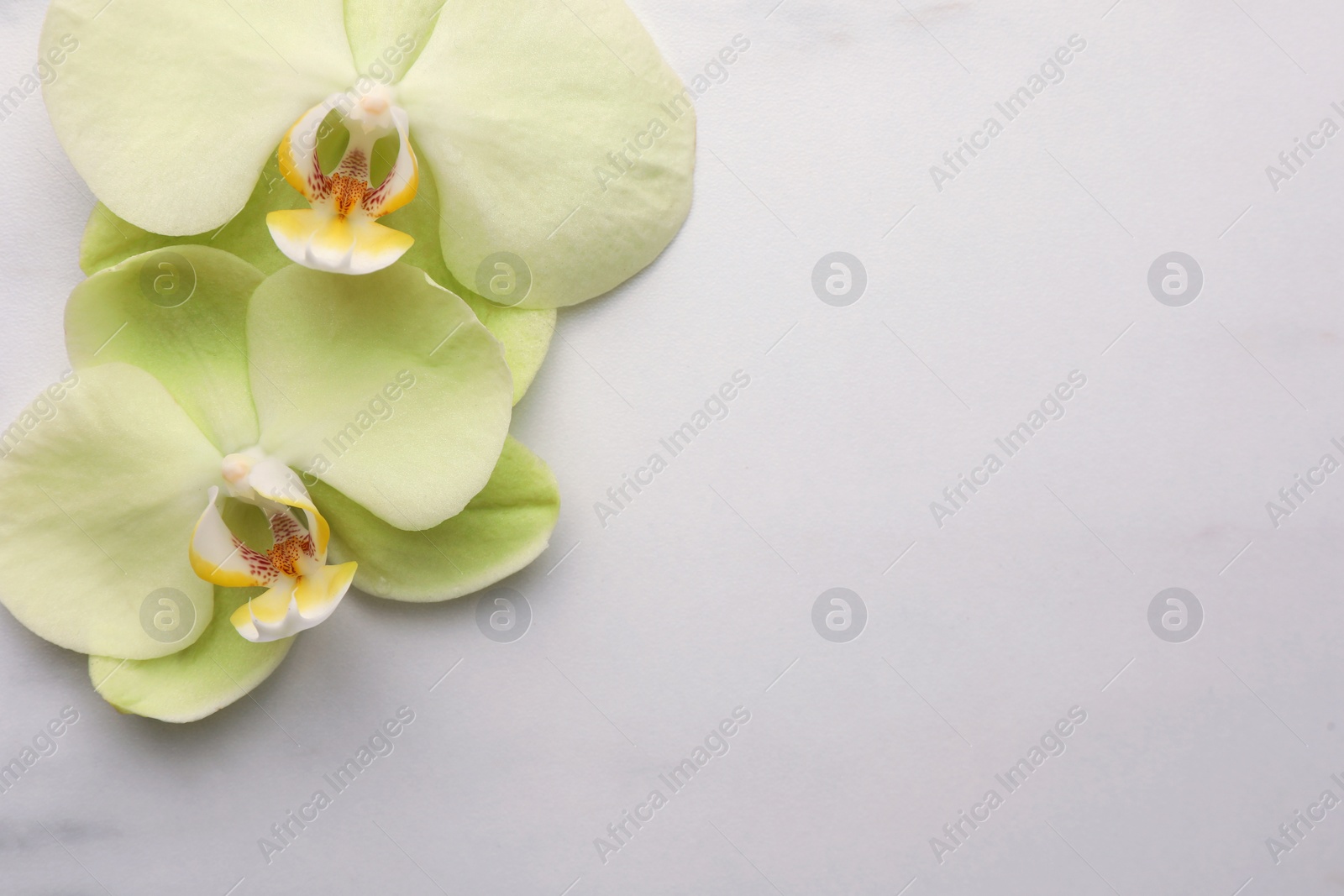 Photo of Beautiful orchid flowers on white marble table, flat lay. Space for text