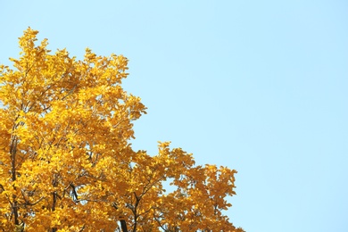 Photo of Tree with golden leaves against blue sky. Autumn sunny day