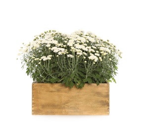 Beautiful blooming chrysanthemum flowers in wooden crate on white background