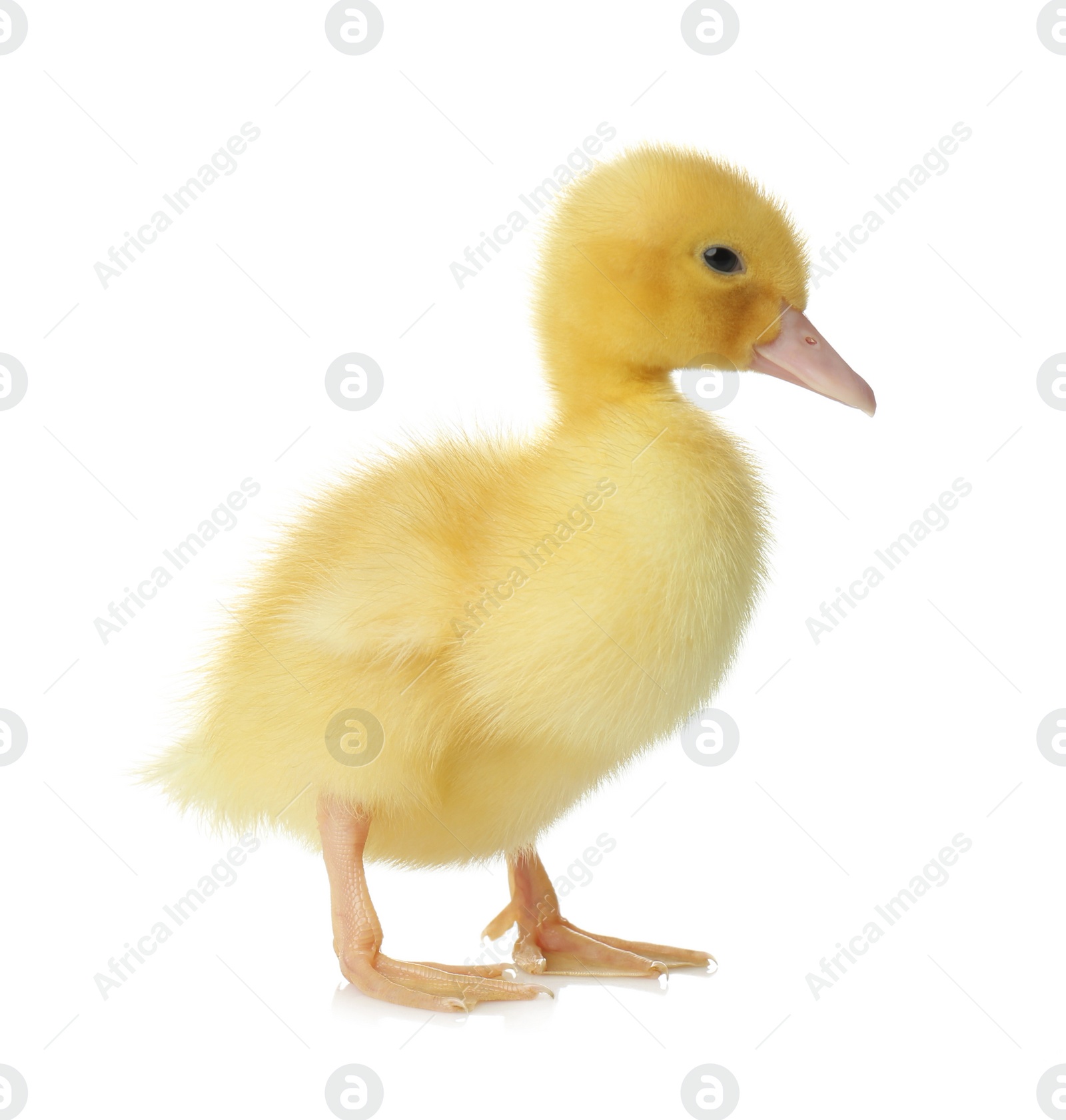 Photo of Cute fluffy gosling on white background. Farm animal