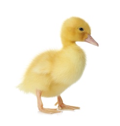 Cute fluffy gosling on white background. Farm animal