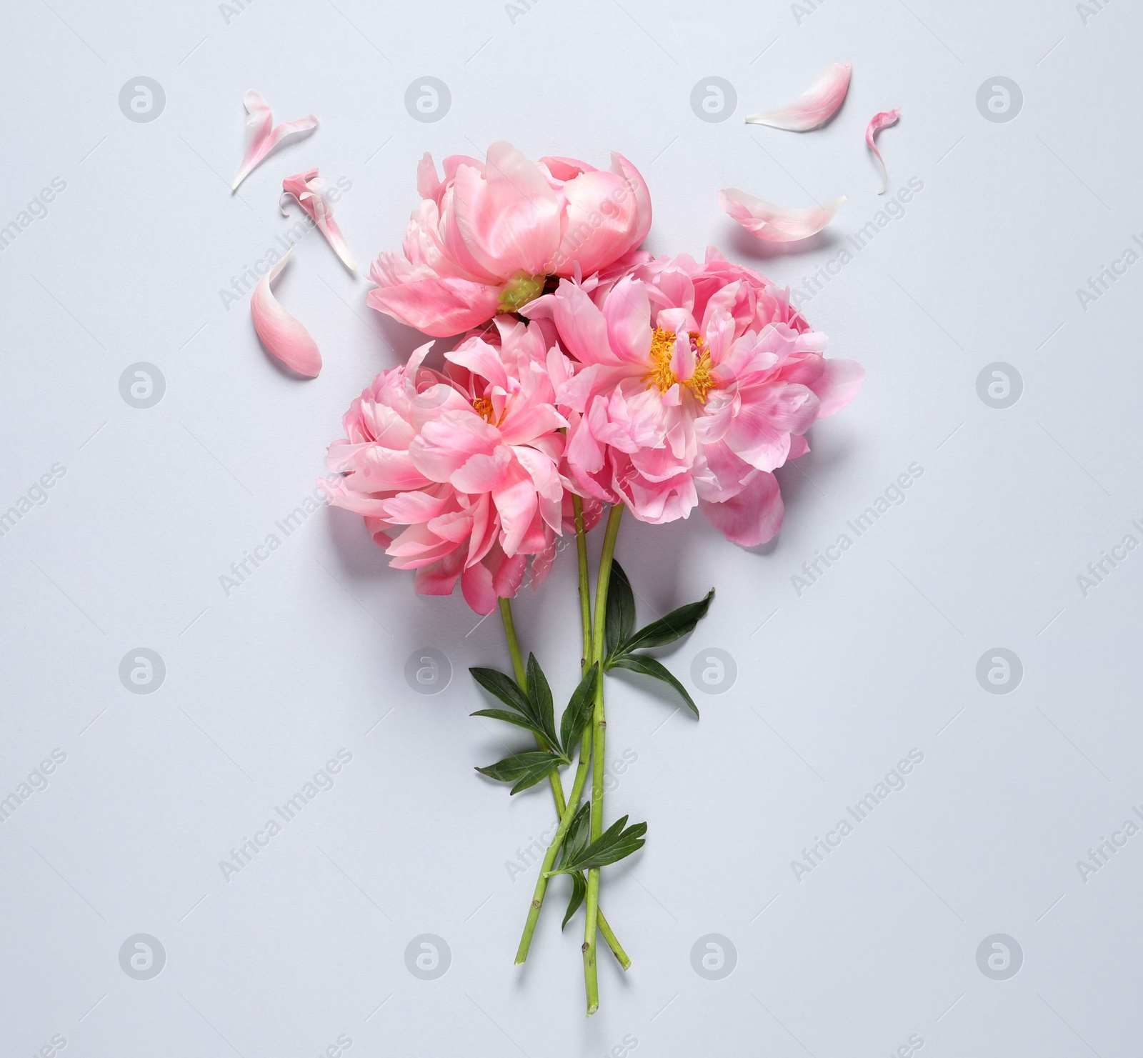 Photo of Bunch of beautiful pink peonies and petals on white background, flat lay