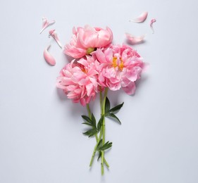 Bunch of beautiful pink peonies and petals on white background, flat lay