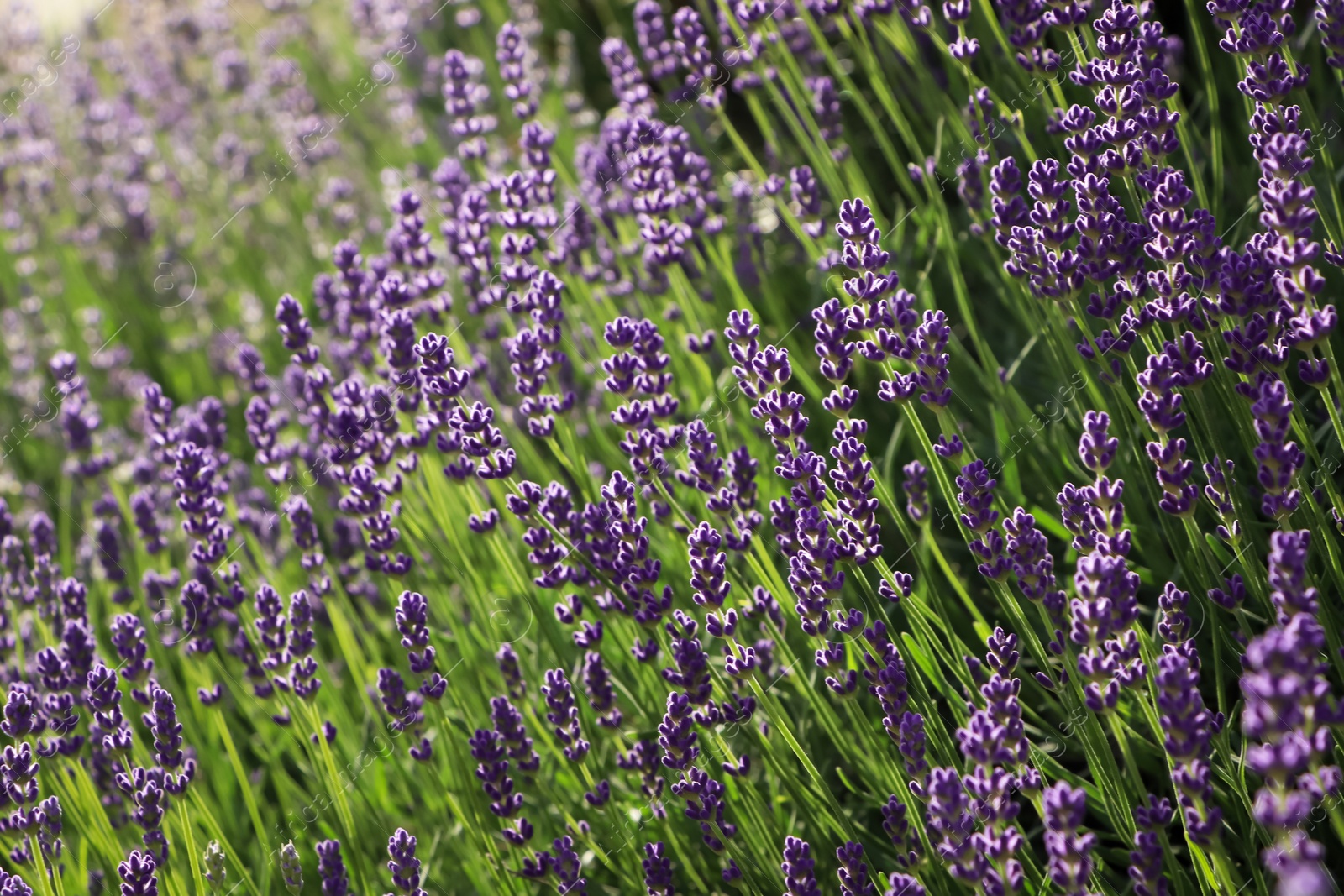 Photo of Beautiful blooming lavender plants in field on sunny day