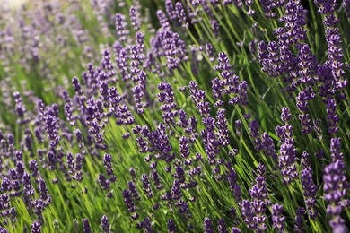 Beautiful blooming lavender plants in field on sunny day