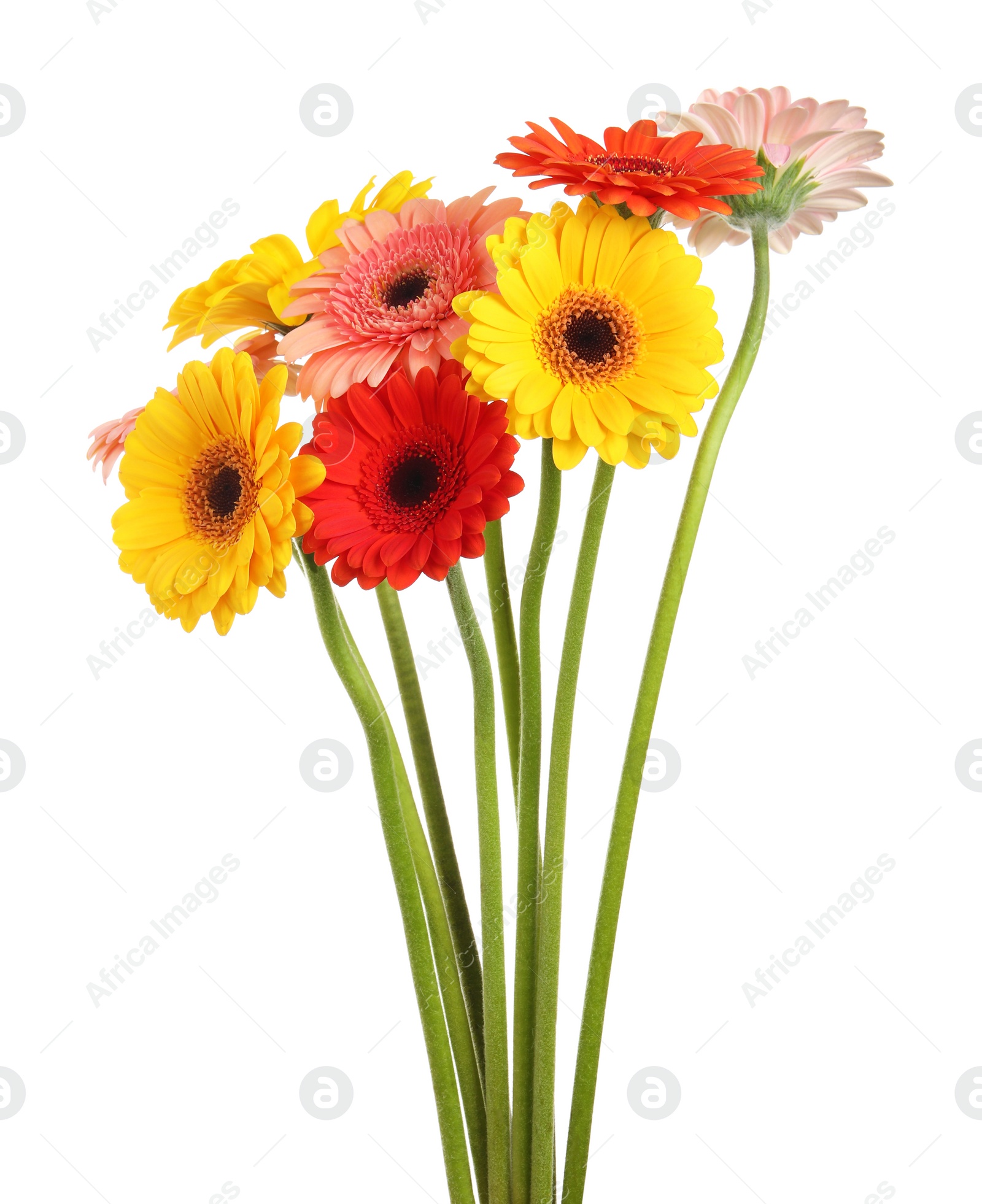 Photo of Bouquet of beautiful colorful gerbera flowers on white background