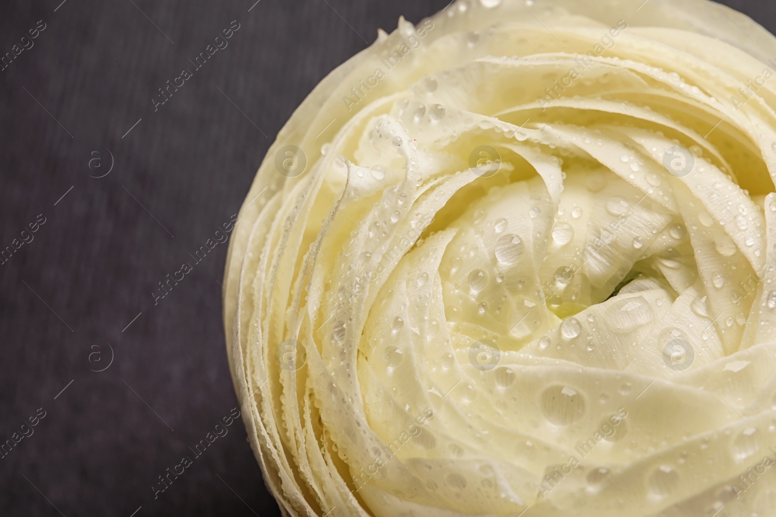 Photo of Beautiful ranunculus flower, closeup