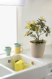 Photo of Beautiful potted mimosa plant on countertop in kitchen