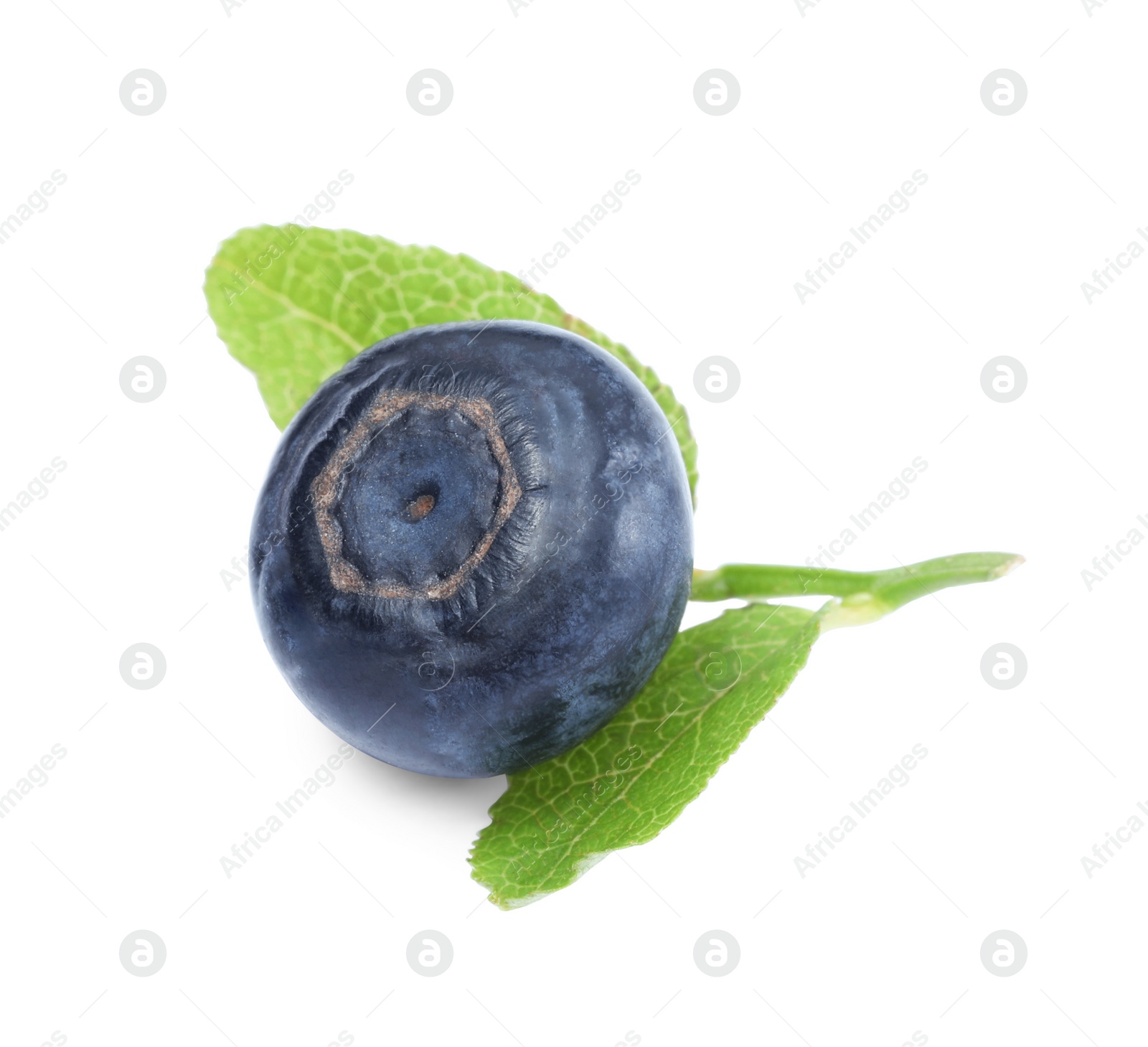 Photo of Tasty ripe bilberry and green leaves isolated on white