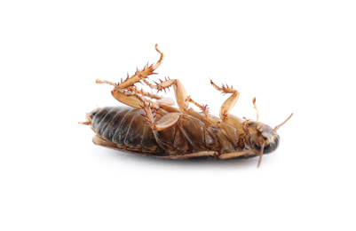 Photo of Dead brown cockroach isolated on white, closeup. Pest control