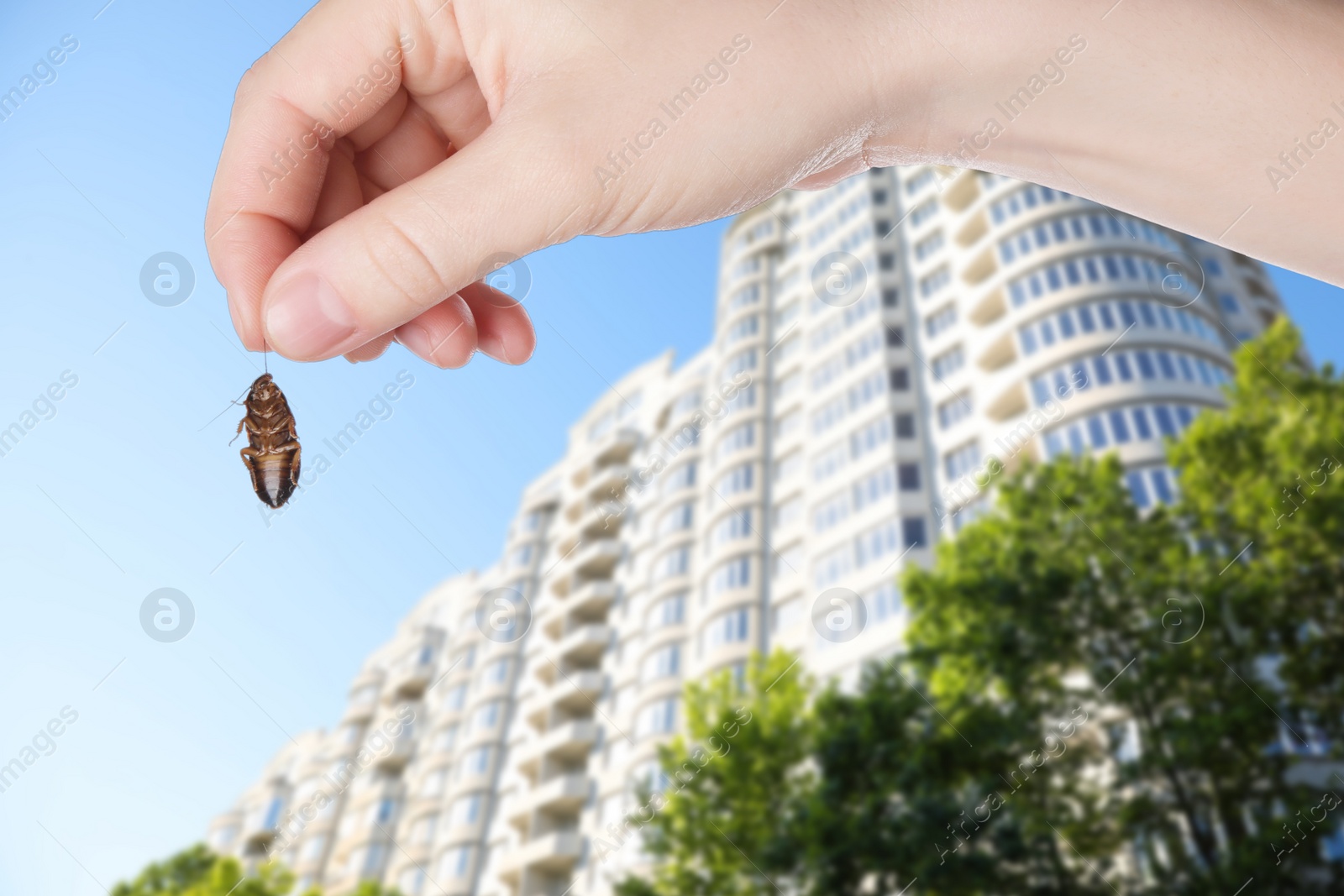 Image of Woman holding dead cockroach and blurred view of modern buildings on background. Pest control