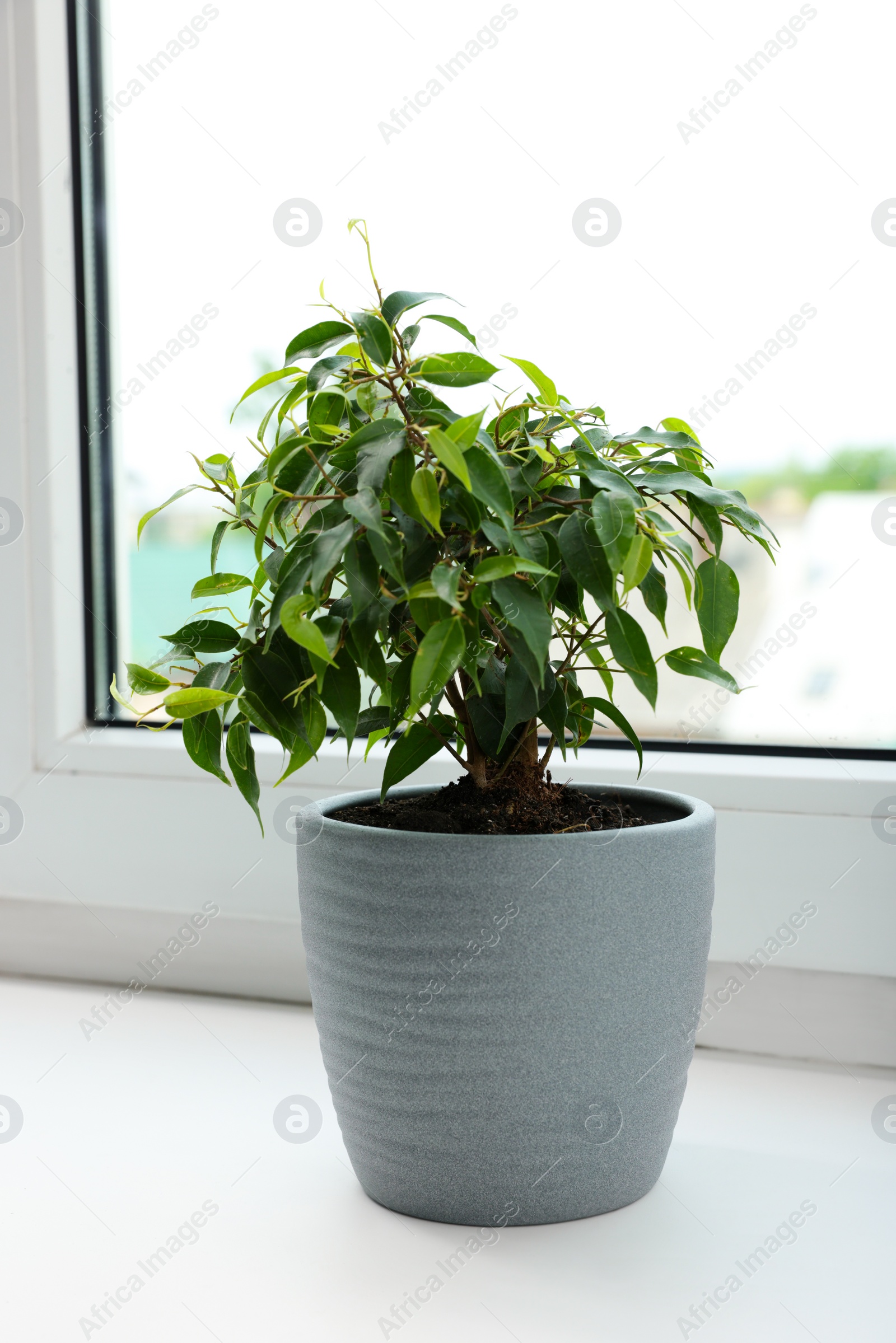 Photo of Ficus in pot on windowsill indoors. House plant