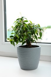 Photo of Ficus in pot on windowsill indoors. House plant