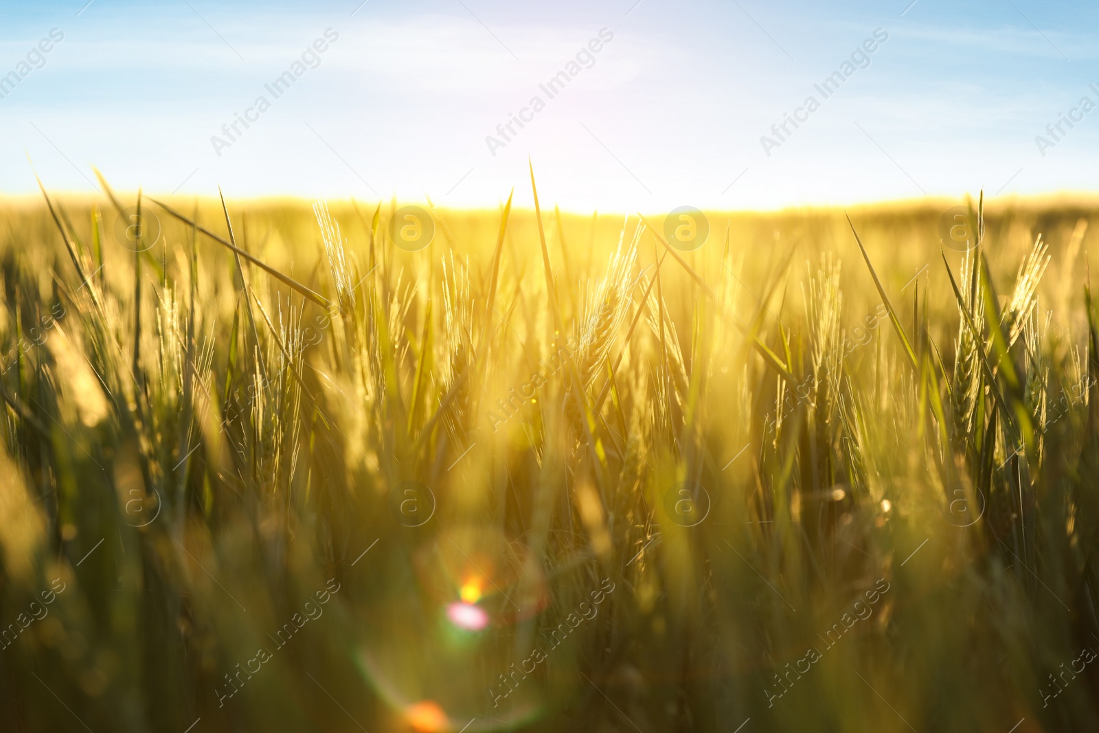 Photo of Closeup view of field with unripe spikes on sunny day