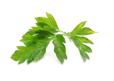 Fresh green parsley on white background