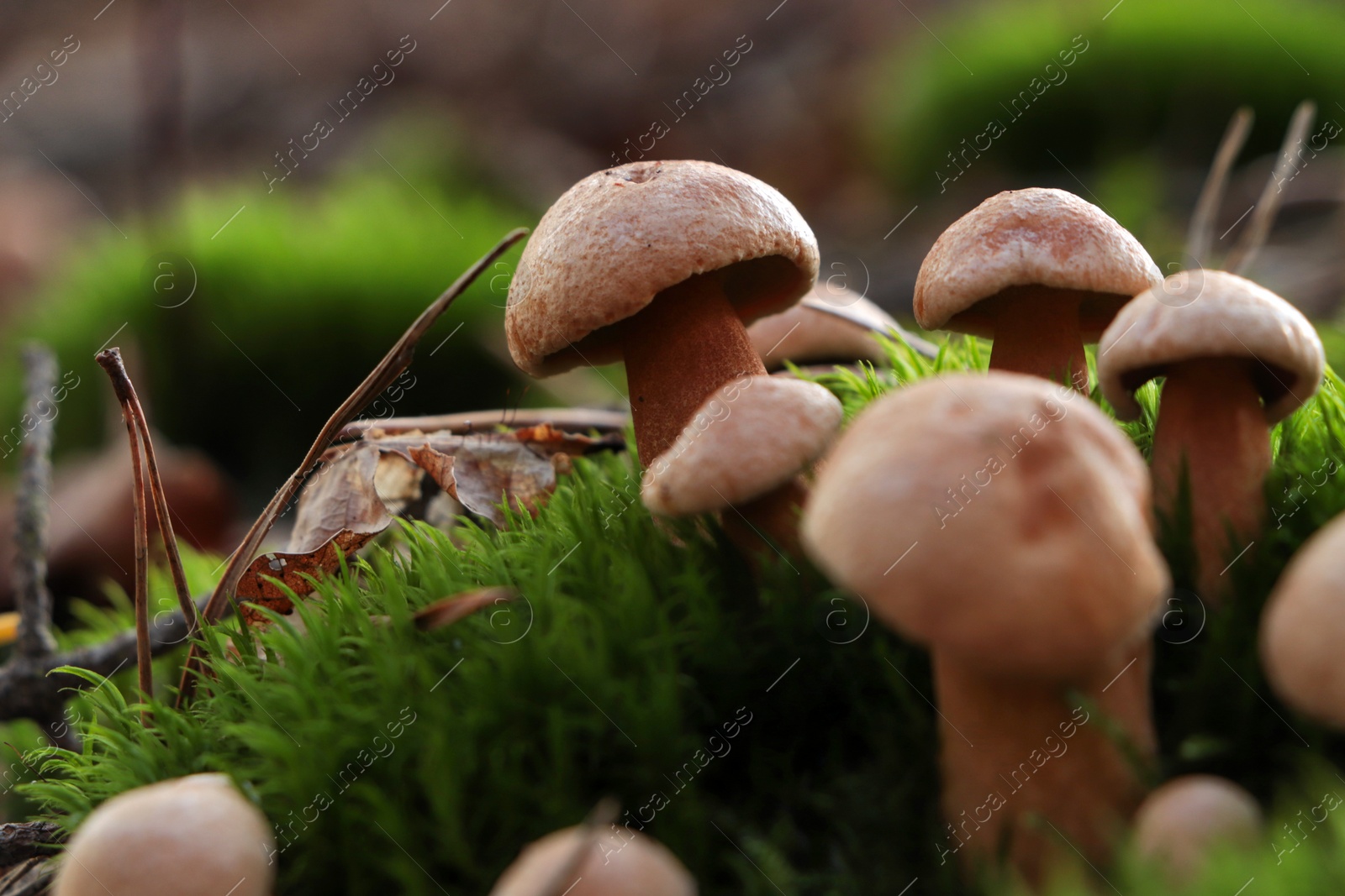 Photo of Beautiful small mushrooms growing in grass outdoors, closeup