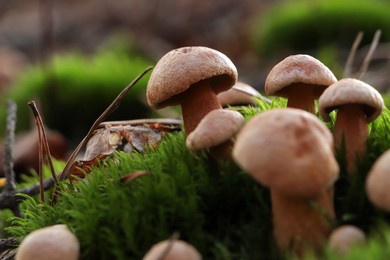 Photo of Beautiful small mushrooms growing in grass outdoors, closeup