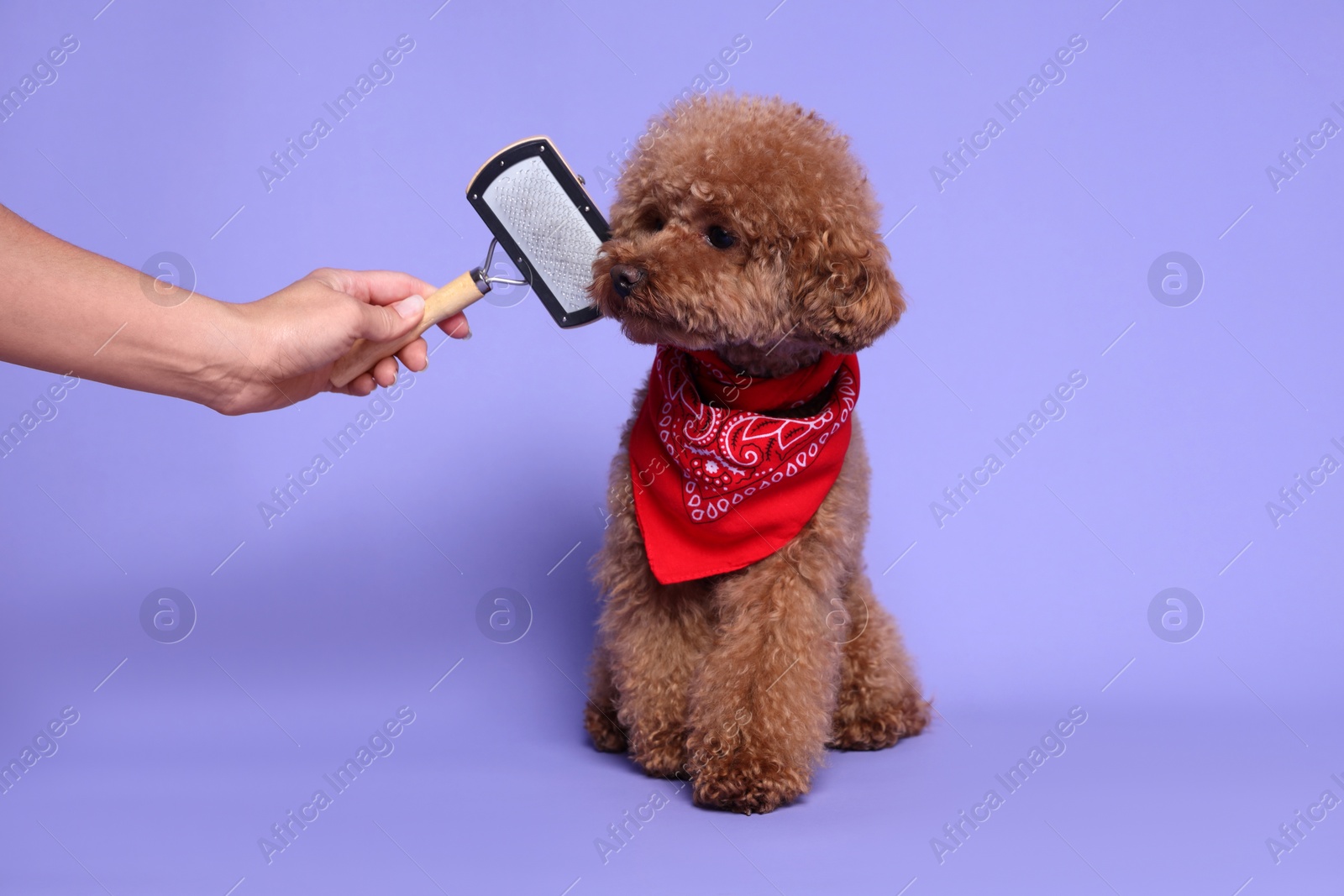 Photo of Woman brushing cute Maltipoo dog with bandana on light purple background, closeup