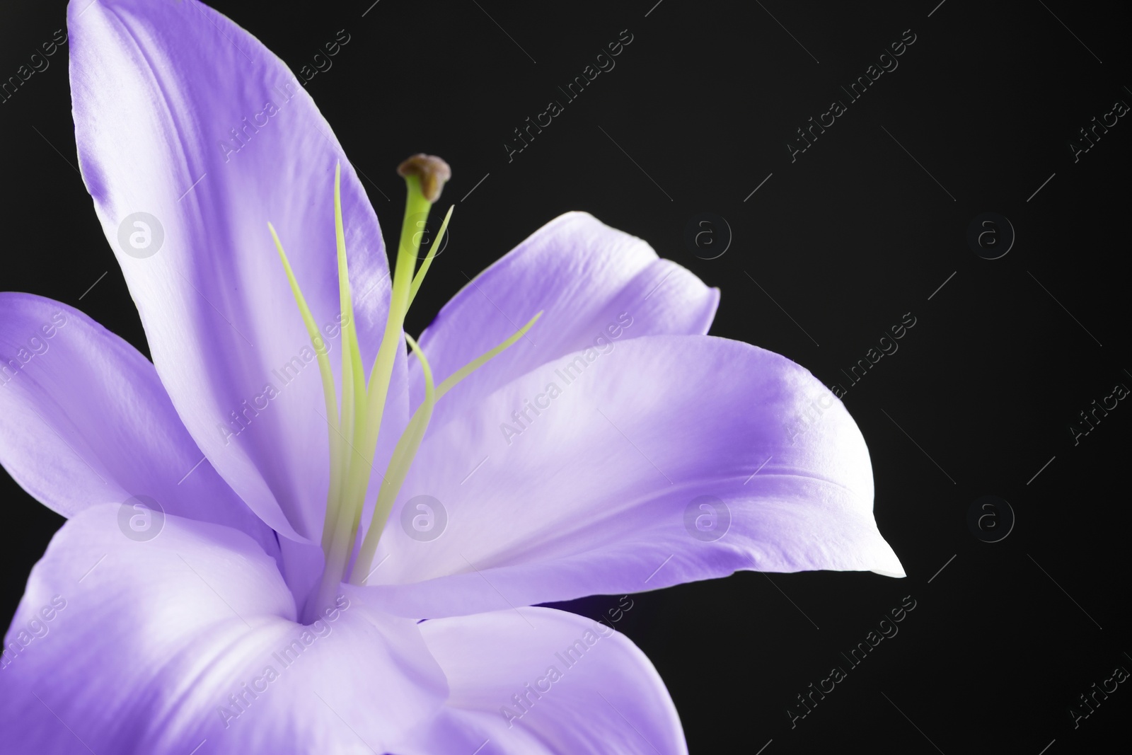 Image of Violet lily flower on black background, closeup. Funeral attributes