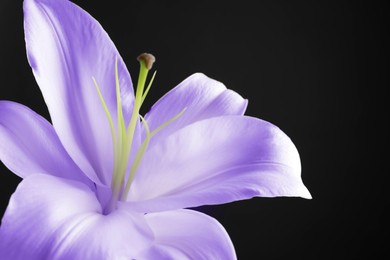 Violet lily flower on black background, closeup. Funeral attributes