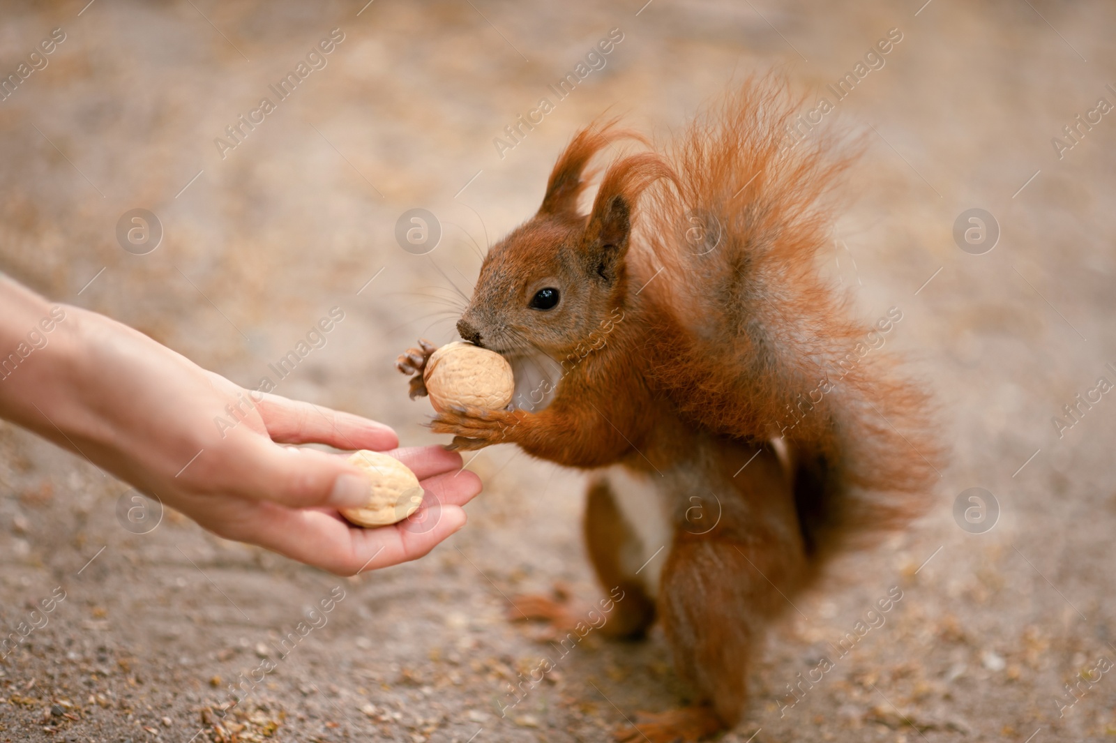 Photo of Woman giving walnuts to cute squirrel outdoors, closeup