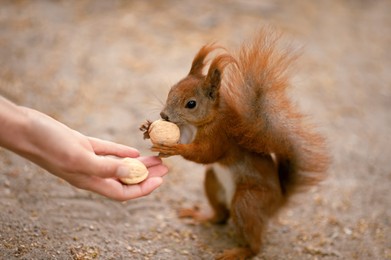 Woman giving walnuts to cute squirrel outdoors, closeup