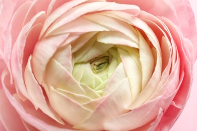 Beautiful ranunculus flower, closeup