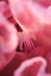 Photo of Beautiful pink Tulip flower as background, macro view