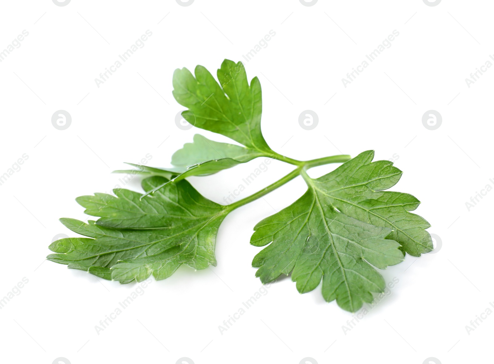 Photo of Aromatic fresh green parsley isolated on white