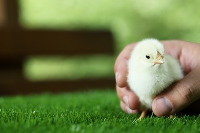 Photo of Man with cute chick on green grass outdoors, closeup and space for text. Baby animal