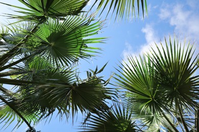 Photo of Beautiful palm trees outdoors on sunny summer day, bottom view