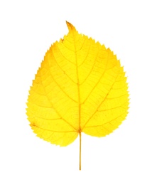 Photo of Beautiful autumn leaf on white background. Fall foliage