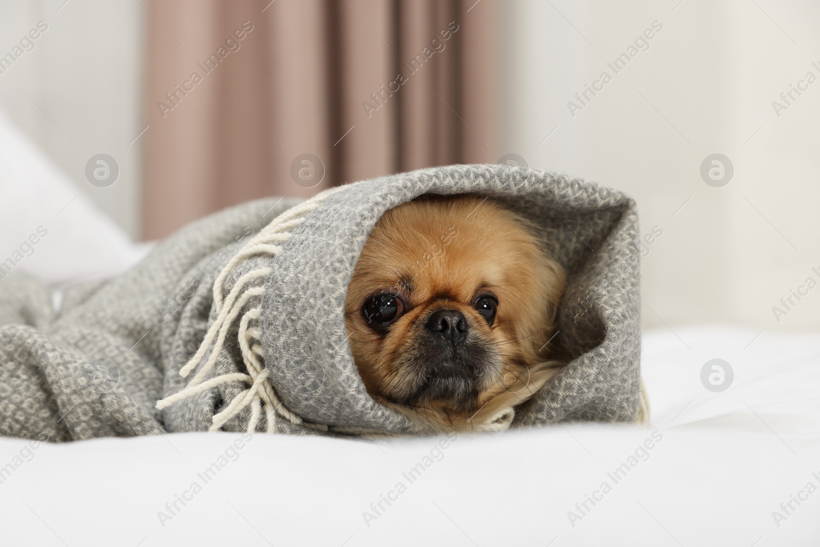 Photo of Cute Pekingese dog wrapped in blanket on bed indoors