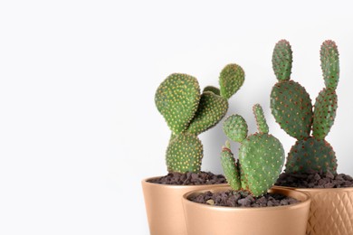 Photo of Many green beautiful cacti against white wall. Space for text