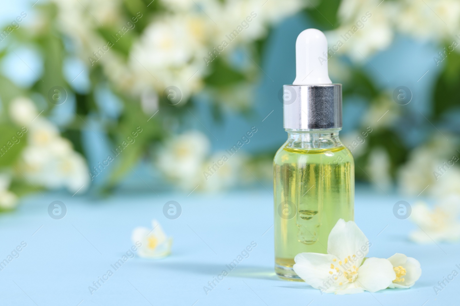 Photo of Essential oil in bottle and beautiful jasmine flowers on light blue background, closeup. Space for text