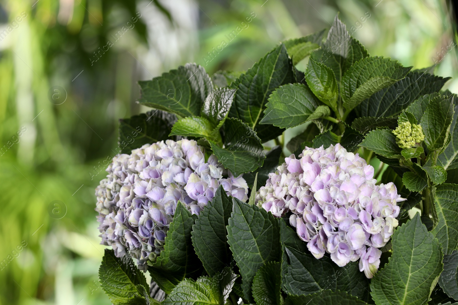 Photo of Beautiful hortensia plant with light flowers outdoors, closeup