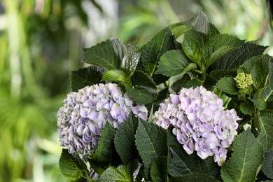 Beautiful hortensia plant with light flowers outdoors, closeup