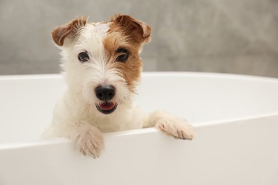 Portrait of cute dog with shampoo foam on head in bath tub indoors