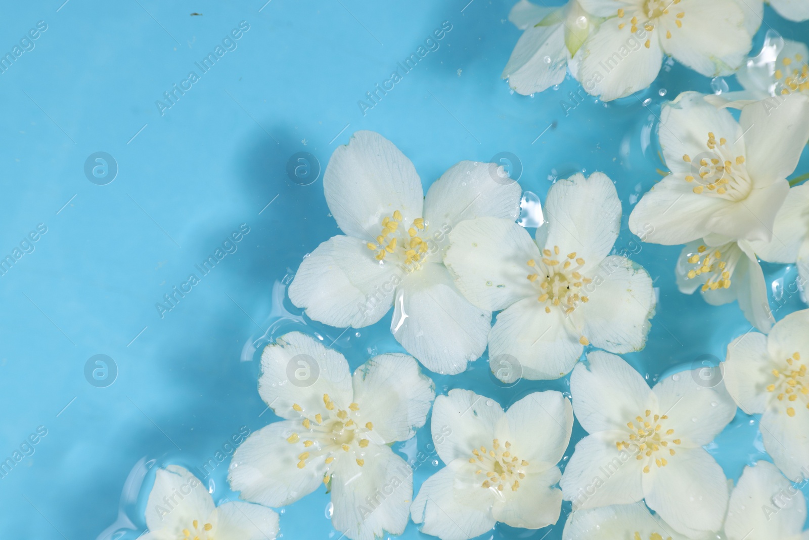 Photo of Beautiful jasmine flowers in water on light blue background, top view. Space for text