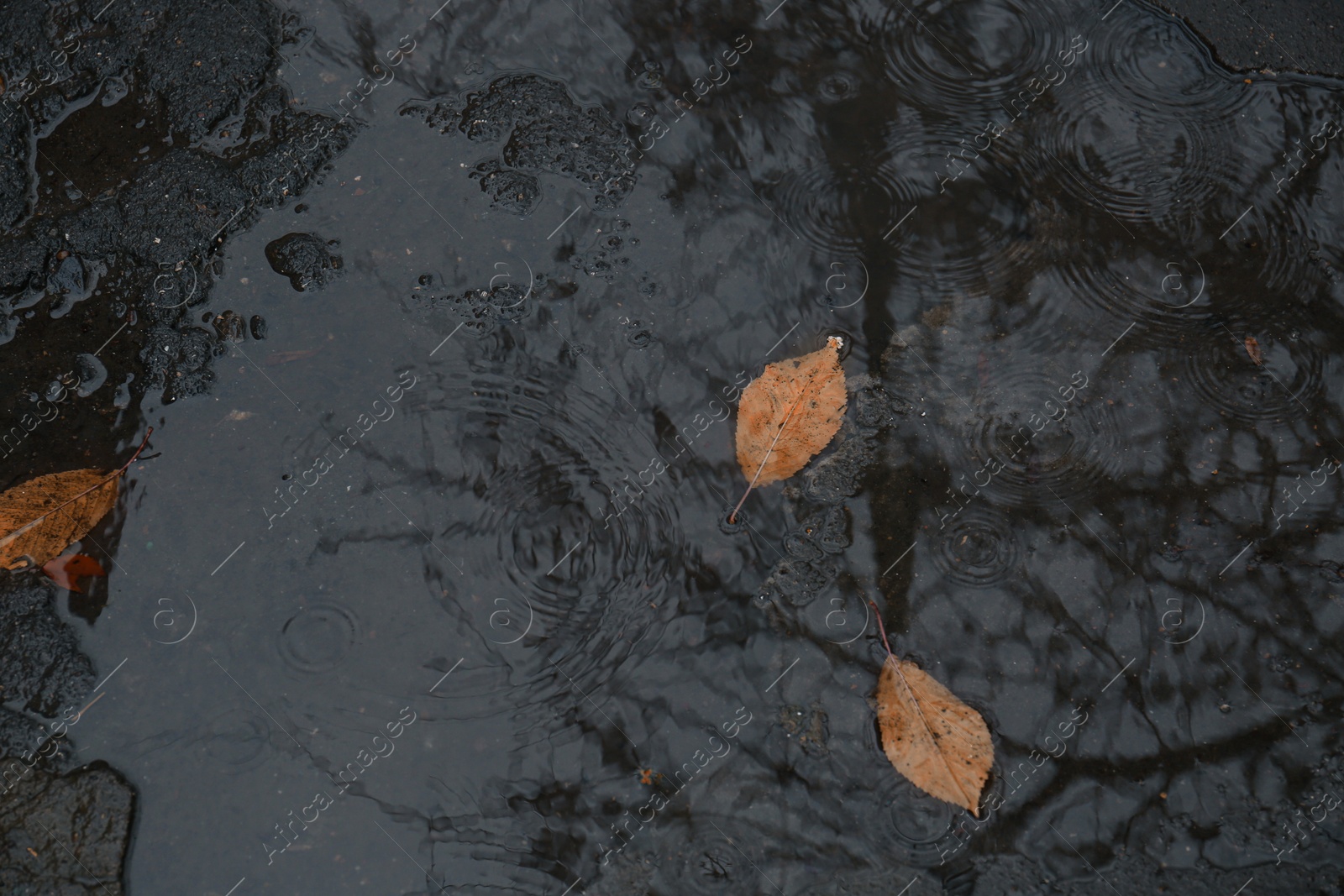 Photo of Puddle of water with fallen leaves on rainy autumn day, top view